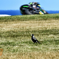 <p>Photos courtesy of&nbsp;<strong>&copy;Monster Yamaha Tech 3</strong></p>